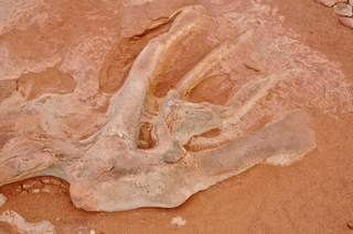 Dinosaur Ribs