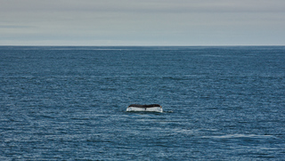 Humpback Whale Tail Breach