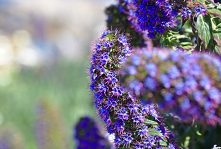 Purple Flowers