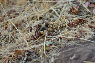 Tarantula