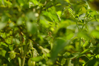 Garden Spider