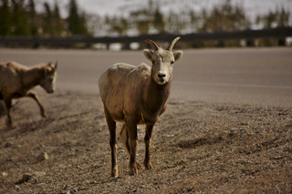 Dall Sheep