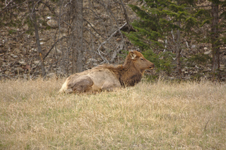 Elk Cow