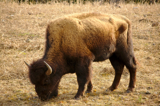 Baby Bison