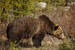 Grizzly