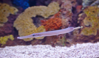 Some sort of fish thingie