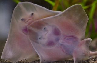 Baby Stingrays